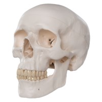 Schedel mens, 3-delig