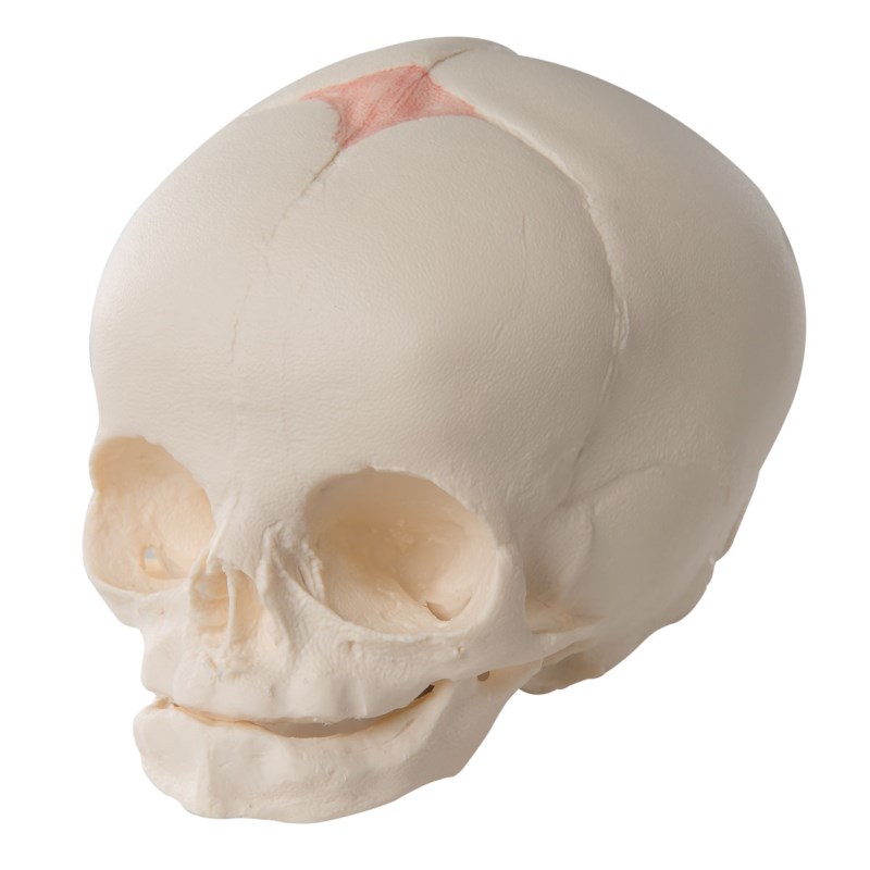 Schedel van foetus
