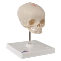 Schedel van foetus op statief