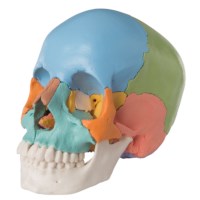 Schedel gekleurd 22 delig