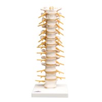 Ruggengraat thoracaal