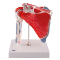 Schouder met roterende kop