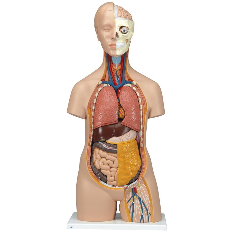 Torso met afneembaar hoofd