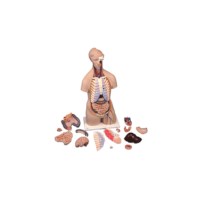 Torso met hoofd 16 delig