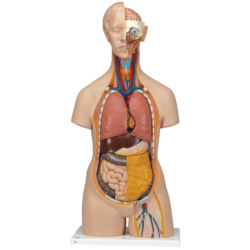 Torso unisex met hoofd 14 delig