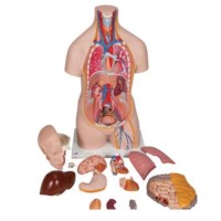 Torso unisex met hoofd 14 delig