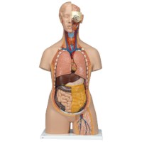 Torso met hoofd 18 delig