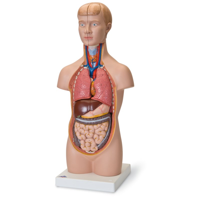 Mini torso met hoofd 12 delig