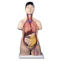 Torso Japans 18 delig