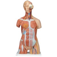 Torso spieren 32 delig