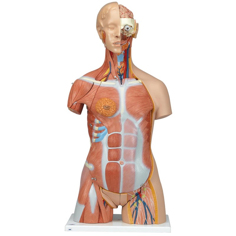 Torso spieren 32 delig