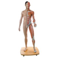 Model gespierde mens 39 delig Asian