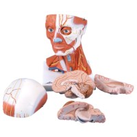 Spiermodel hoofd en hals 5 delig