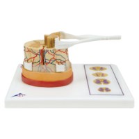 Model Ruggenmerg 5x life size