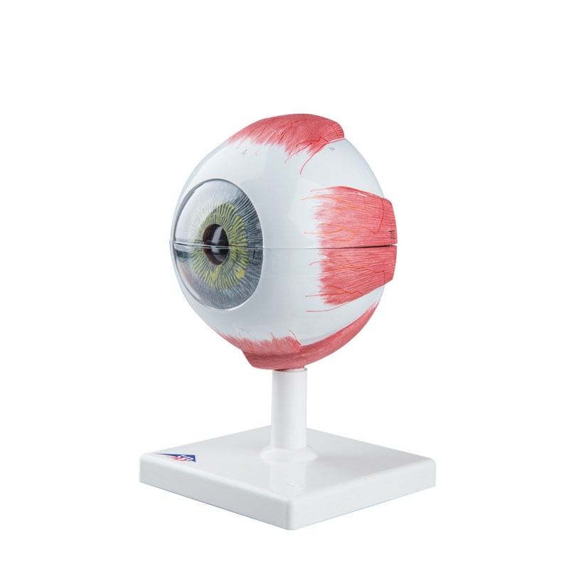 Model Oog, 5x vergroot, 6 delig