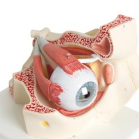 Model Oog met oogholte 3x vergroot