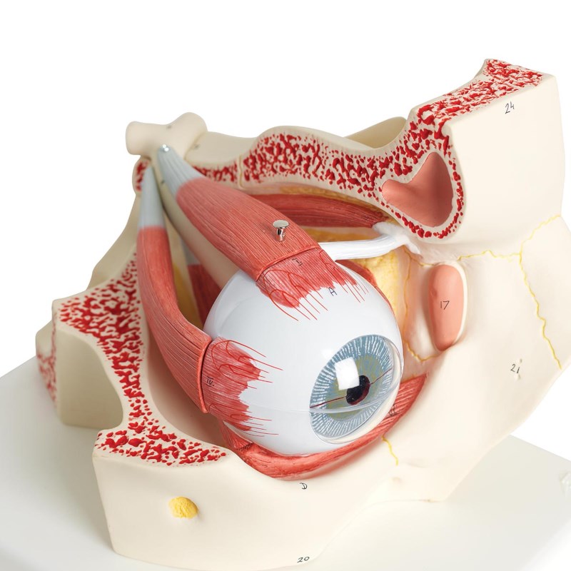 Elementary Anatomy - Betaalbaar 4-delig anatomiemodel van het menselijk oor met sokkel - 3 keer zo groot als de ware grootte - schoolonderwijs