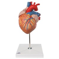 Hart  2 x vergroot, 4 delig