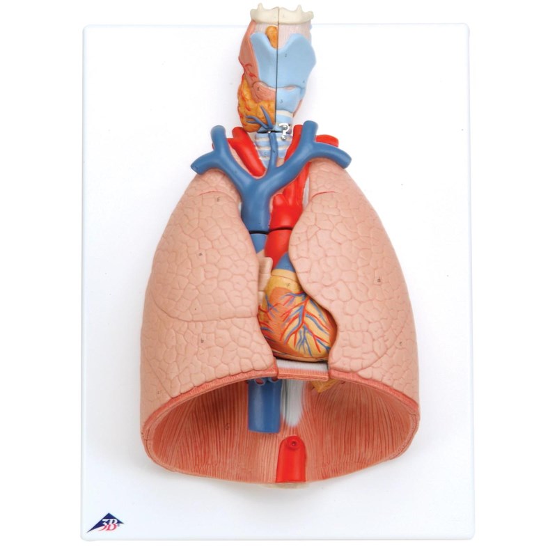 Model Larynx/Hart/Longen