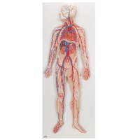 Model Bloedsomloop