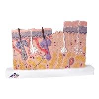 Model huid  in relief 40 x vergroot