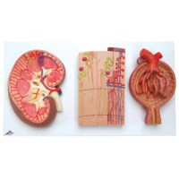 Model Nier nephron