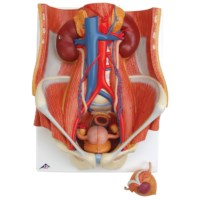 Model Urinesysteem 6 delig