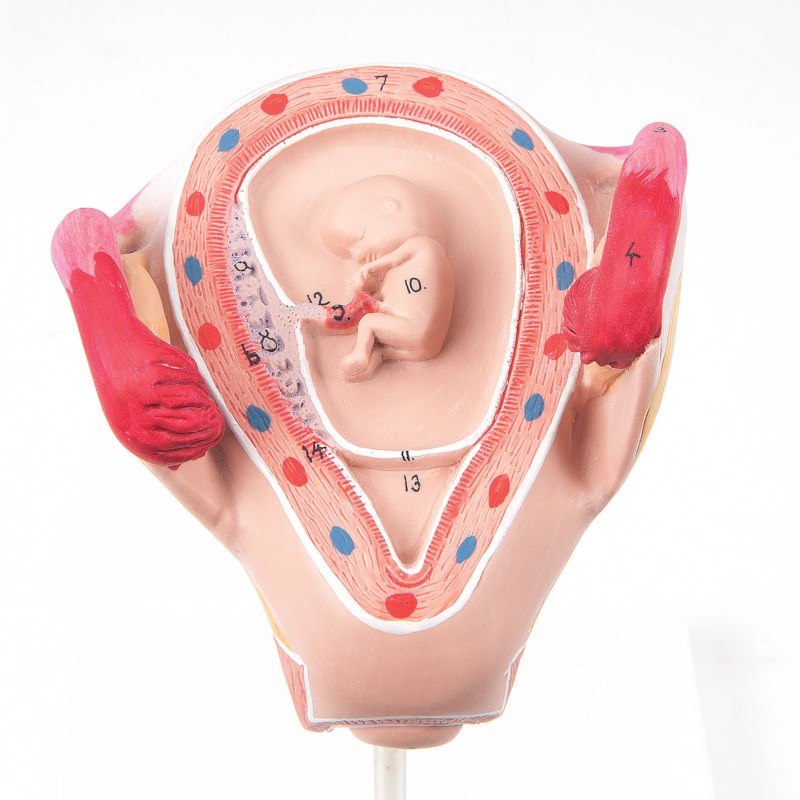 Uterus met embryo - 2e maand