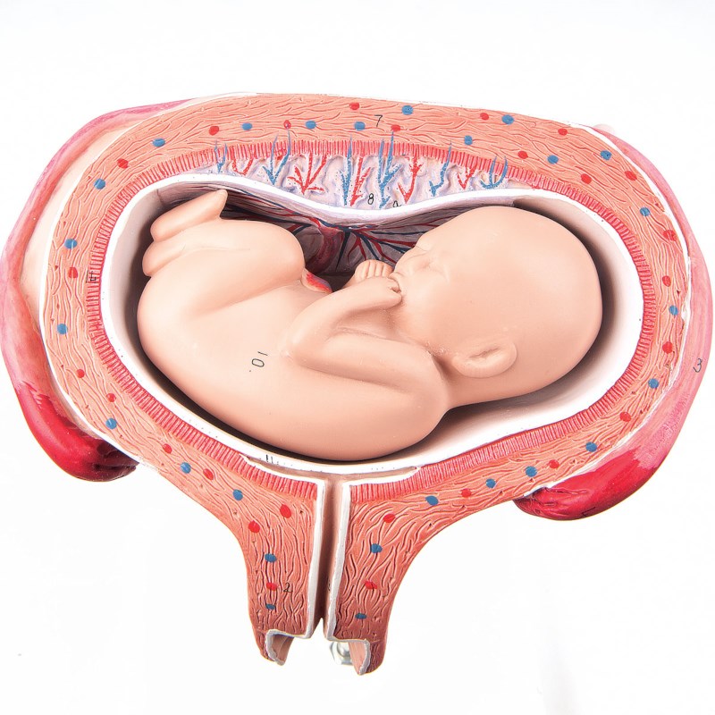 Uterus met foetus - 6e maand rugligging