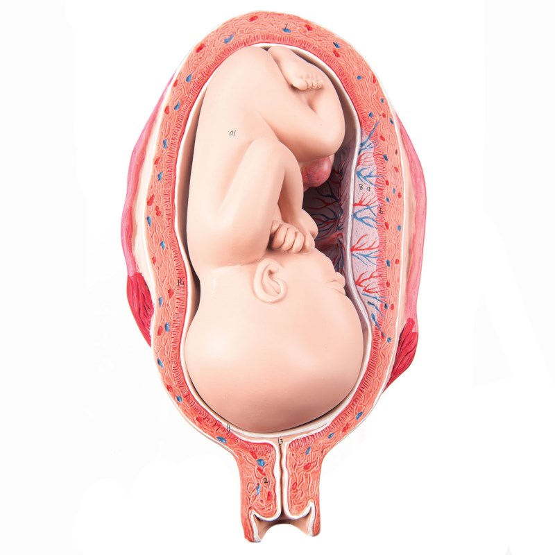 Uterus met foetus - 7e maand