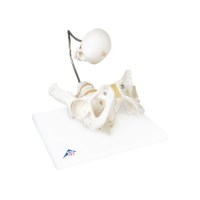 Model Geboorte demo bekken
