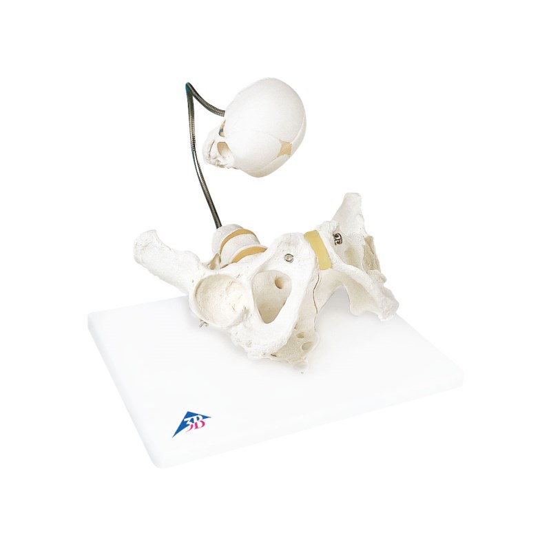 Model Geboorte demo bekken