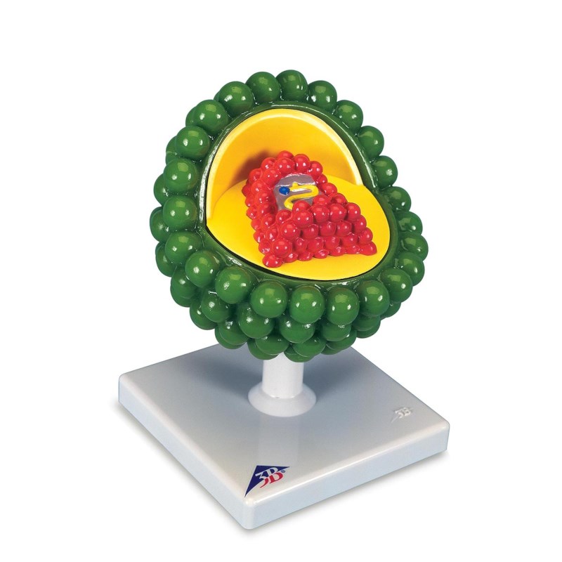Model Aids-Virus