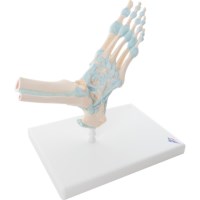 Voetskelet met ligamenten en pezen
