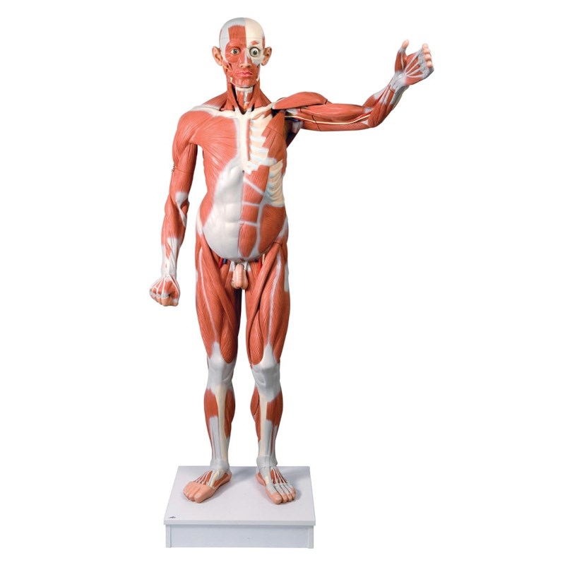 Model spieren man life-size 37 delig