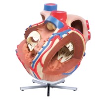 Hart 8 x vergroot