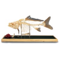 Skelet karper