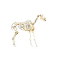 Skelet Paard