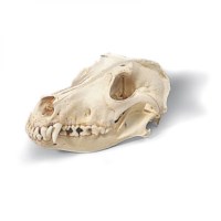 Schedel hond