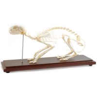 Skelet kat