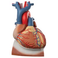 Hart op middenrif 10 delig