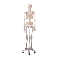 Skelet mens standaardmodel Stan