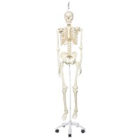 Skelet 186 cm hangend