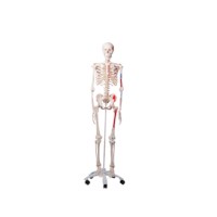 Skelet met spieraanzetten