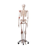 Skelet mens met ligamenten en spieren
