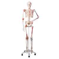 Skelet mens luxe uitvoering