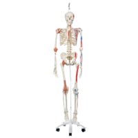 Skelet mens ligamenten en spieren hangend