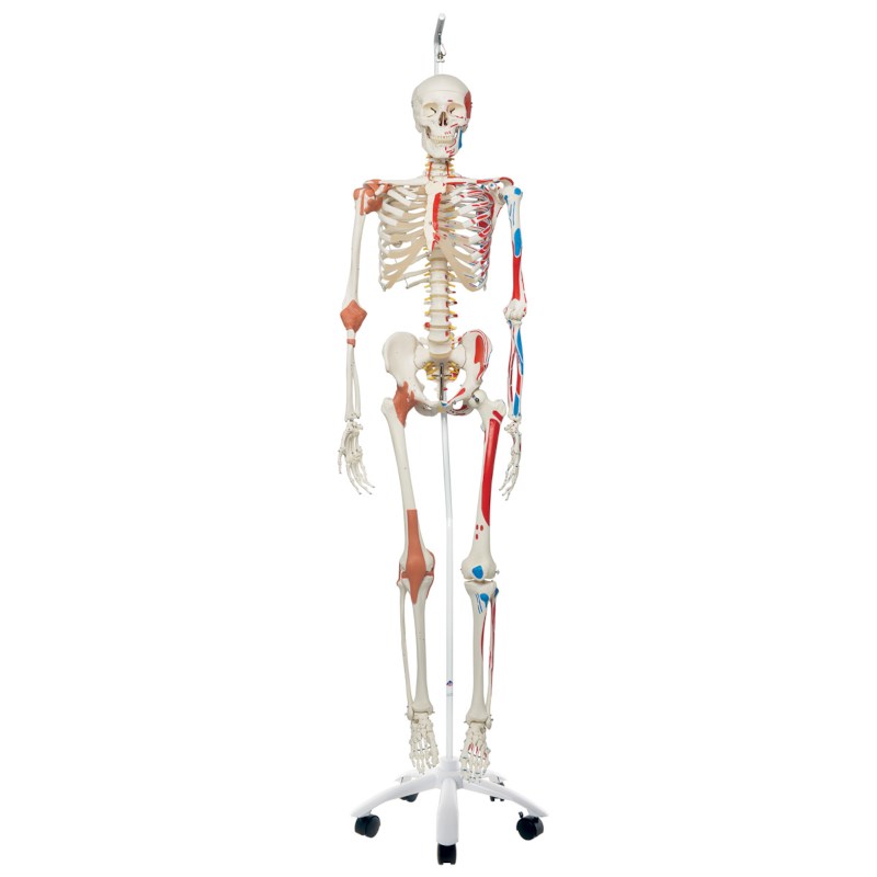 Skelet mens ligamenten en spieren hangend