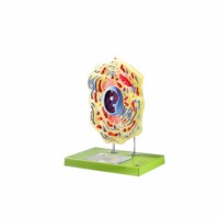 Model dierlijke cel - Vergroting 20.000 x - SOMSO