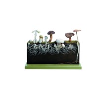 Model paddestoelen Somso